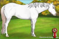 Horse Color:Liver Chestnut Appaloosa