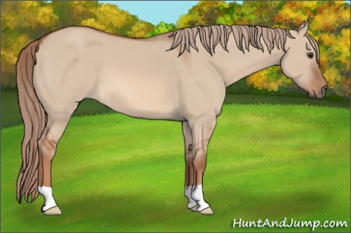 Horse Color: Red Dun 