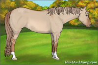 Horse Color:Red Dun 