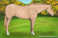 Horse Color:Gold Champagne 