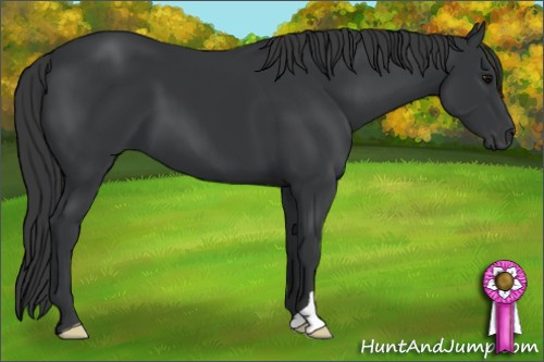 Horse Color: Black 