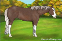 Horse Color:Silver Black Splash 