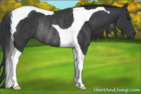 Horse Color:Brown Tobiano Rabicano 