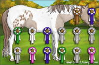 Horse Color:Classic Champagne Tobiano Appaloosa 