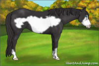 Horse Color:Buckskin Frame 