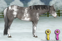 Horse Color:White Spotted Black Tobiano 