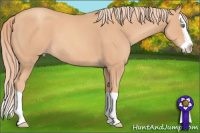 Horse Color:Gold Champagne Splash