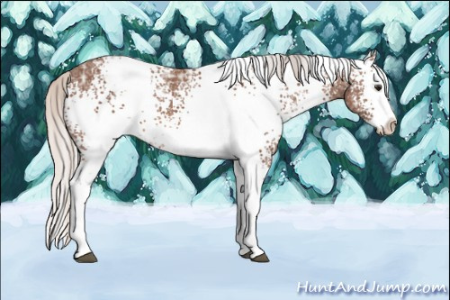 Horse Color: White Spotted Silver Bay Ice Splash 