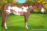 Horse Color:Liver Chestnut Frame Rabicano 
