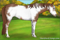 Horse Color:Liver Chestnut Sabino Frame 