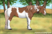 Horse Color:Liver Chestnut Splash Tobiano Frame
