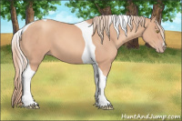 Horse Color:Gold Champagne Tobiano 