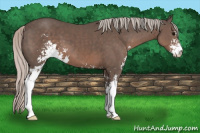 Horse Color:Silver Brown Sabino 