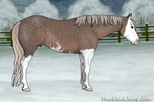 Horse Color: Silver Black Sabino Splash 