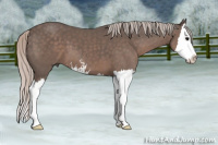 Horse Color:Silver Black Sabino Splash