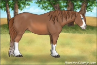 Horse Color:Liver Chestnut Splash 