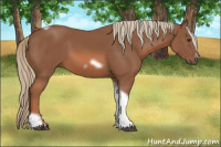 Horse Color:Chestnut Tobiano Frame
