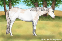 Horse Color:White Spotted Silver Amber Champagne Ice Dun Frame 