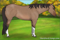 Horse Color:Unknown 