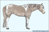 Horse Color:Silver Grullo Ice Splash Tobiano 