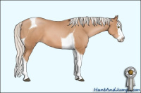 Horse Color:Silver Brown Pearl Sabino Splash Tobiano 