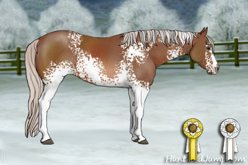 Horse Color: White Spotted Silver Bay Sabino 
