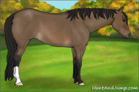 Horse Color:Gray Bay Roan Dun 