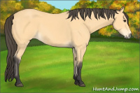 Horse Color:Buckskin 