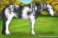 Horse Color:White Spotted Brown 
