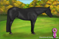 Horse Color:Gray Black 