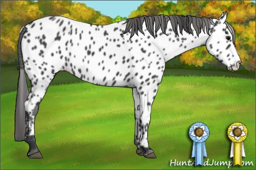 Horse Color: Blue Roan Splash Near Leopard 