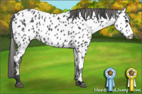 Horse Color:Blue Roan Splash Near Leopard 
