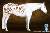 Horse Color:Silver Bay Splash Appaloosa 
