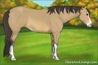 Horse Color:Buckskin Sabino