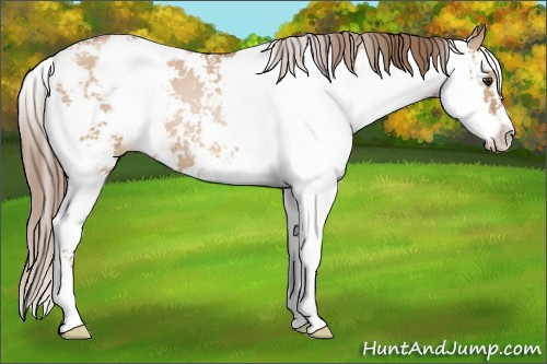 Horse Color: Grullo Pearl Sabino 