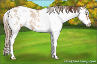 Horse Color:Grullo Pearl Sabino