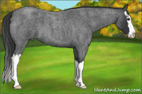 Horse Color:Blue Roan Splash 