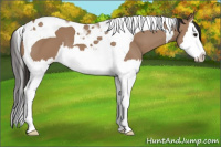 Horse Color:Bay Dun Splash Tobiano