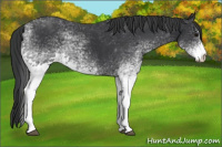 Horse Color:White Spotted Black