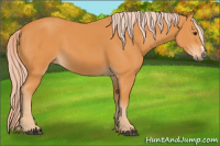 Horse Color:Palomino 