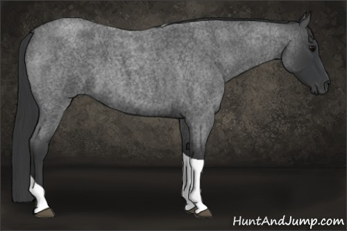 Horse Color: Blue Roan Tobiano 