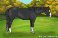 Horse Color:Black Sabino Splash