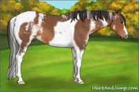 Horse Color:White Spotted Bay Tobiano
