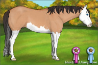 Horse Color:Bay Dun Sabino Splash