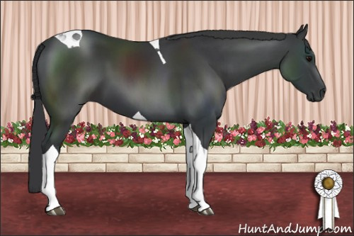 Horse Color: Black Tobiano 