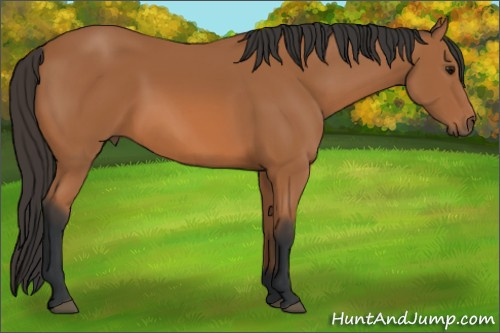 Horse Color: Bay 