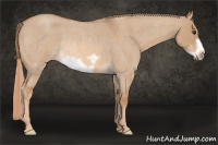 Horse Color:Red Dun Roan Frame Rabicano 