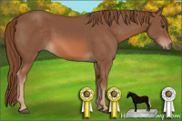 Horse Color:Chestnut 