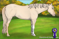 Horse Color:Gold Champagne Dun 