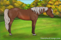 Horse Color:Silver Bay 